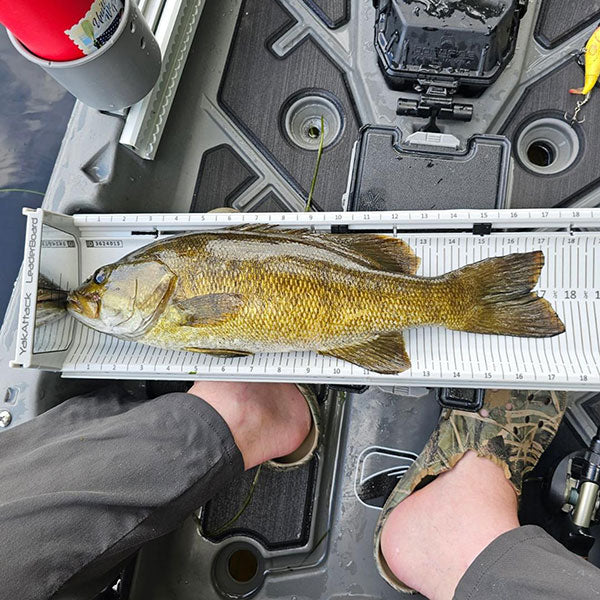 YakAttack LeaderBoard 28" Measuring Board w/ Built-In Identifier Holders and Cull Tabs