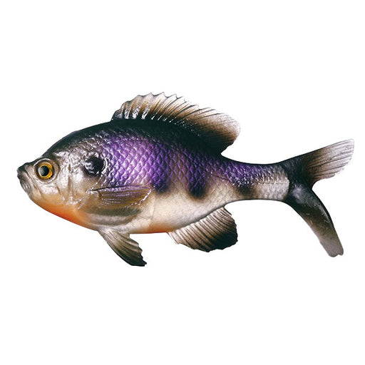 13 fishing swimbait reel 13 Fishing The Gill Swimbait — Eco Fishing Shop